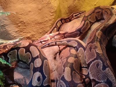 Python royal - De Zonnegloed - Refuge pour animaux
